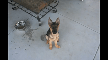 YouTube - Time Lapse: Puppy to Adult in 40 seconds. Dunder
