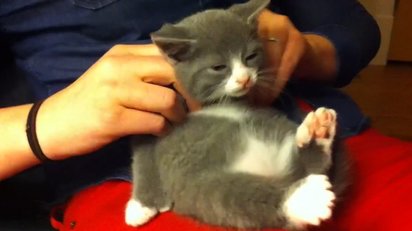肩をマッサージされ至福の表情を見せる可愛い子猫の映像 K Conf